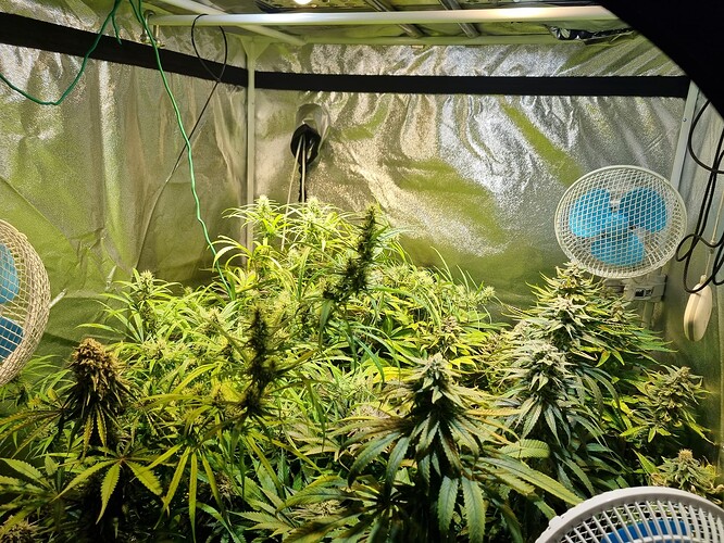 Mehrere blühende Cannabispflanzen in einem Growzelt, beleuchtet von einer Deckenlampe und belüftet durch zwei Ventilatoren.