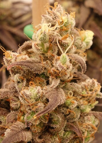 Growreport Bild 11