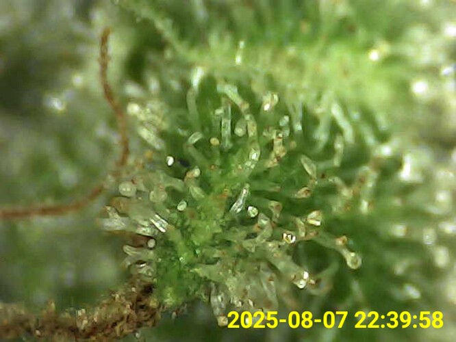 1000035822