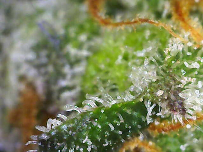 Growreport Bild 4