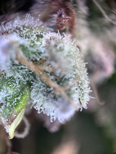 Growreport Bild 40