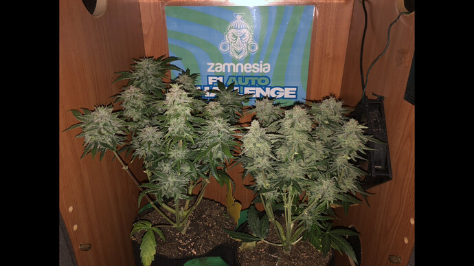 Zamnesia und Quax gemeinsam im Kompakt Tiny Tent grow mit F1 🚙’s