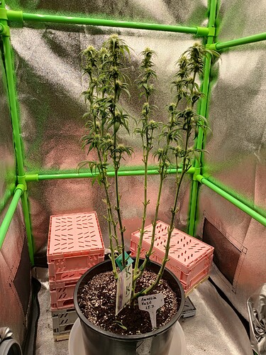 Growreport Bild 20