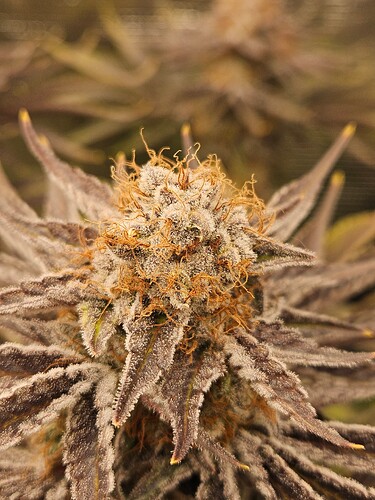 Growreport Bild 30
