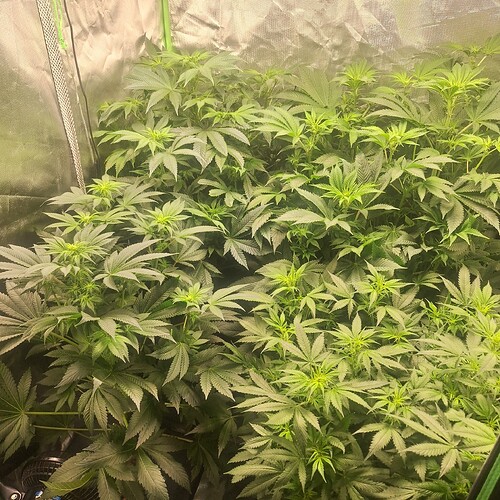 Viele junge Cannabispflanzen in einem Zelt, die sich im Wuchs befinden und viele grüne Blätter zeigen.