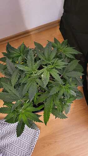 Growreport Bild 19