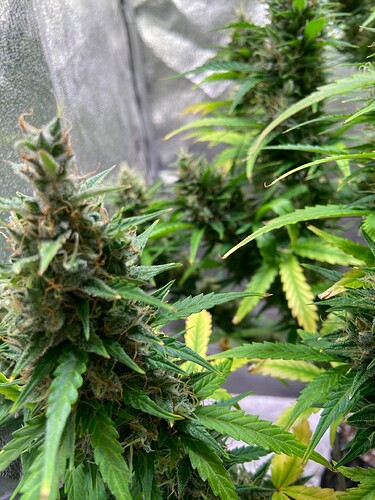Growreport Bild 1