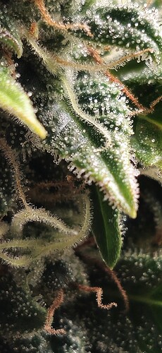 Growreport Bild 10