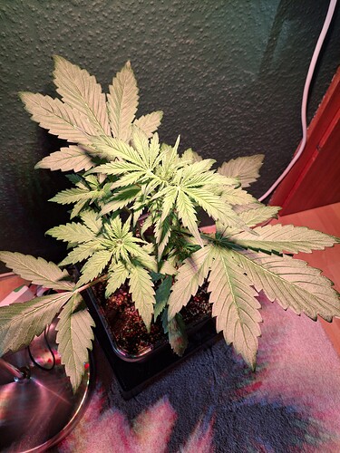 Growreport Bild 26