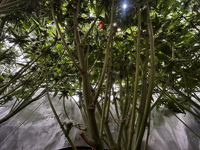 Growreport Bild 34