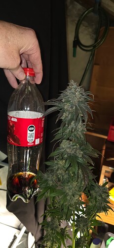 Growreport Bild 31