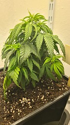 Growreport Bild 12