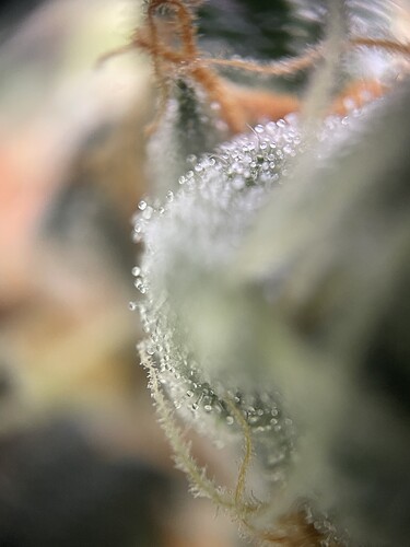 Growreport Bild 38