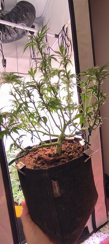 Growreport Bild 4