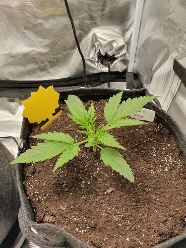 Growreport Bild 2