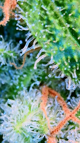 Growreport Bild 36