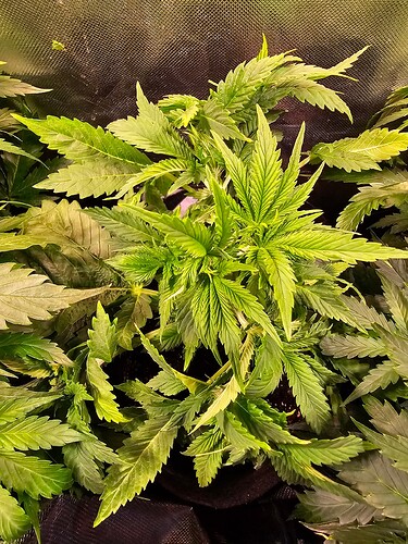 Growreport Bild 16