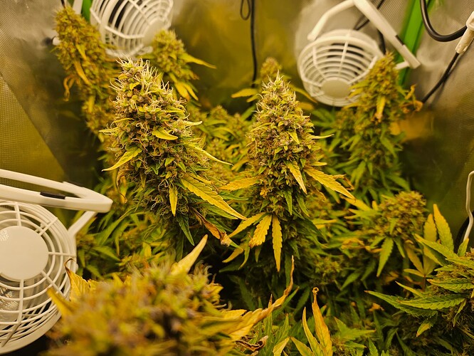 Growreport Bild 3