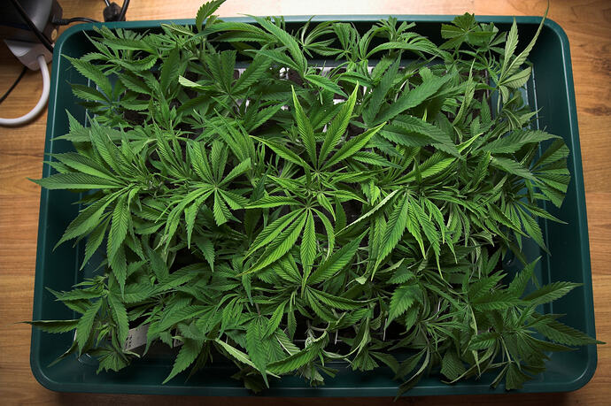25 - Cuttings 2rd