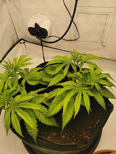 Growreport Bild 2