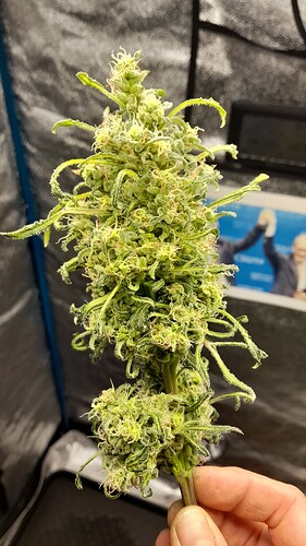 Growreport Bild 2