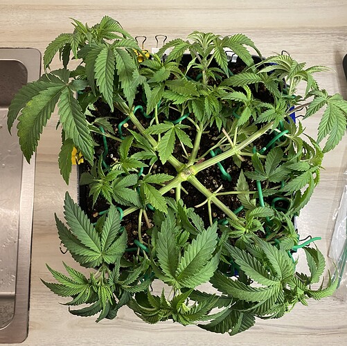 Growreport Bild 32