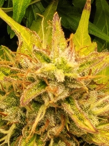Growreport Bild 3