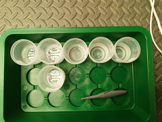 Mehrere kleine durchsichtige Becher mit LED-Lichtern und jeweils einem Keimling darin, die in einer grünen Anzuchtbox stehen.