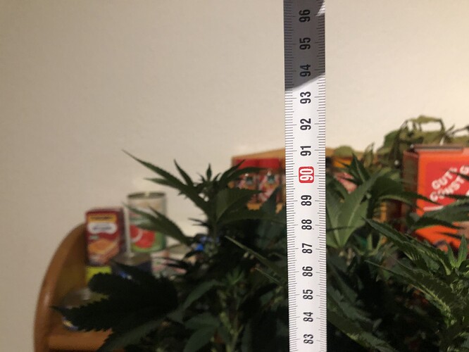 Growreport Bild 5