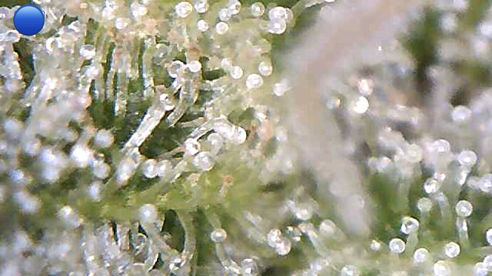 Growreport Bild 9