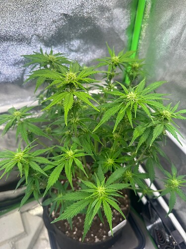 Growreport Bild 6