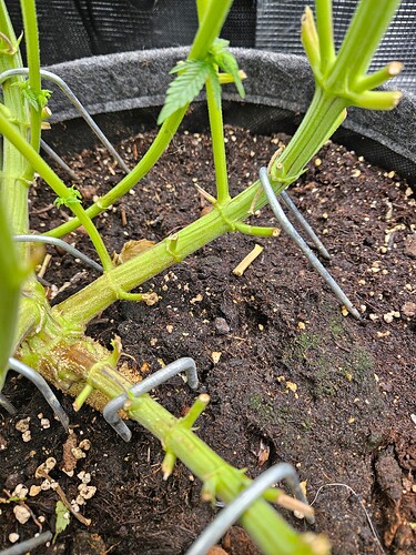 Growreport Bild 19