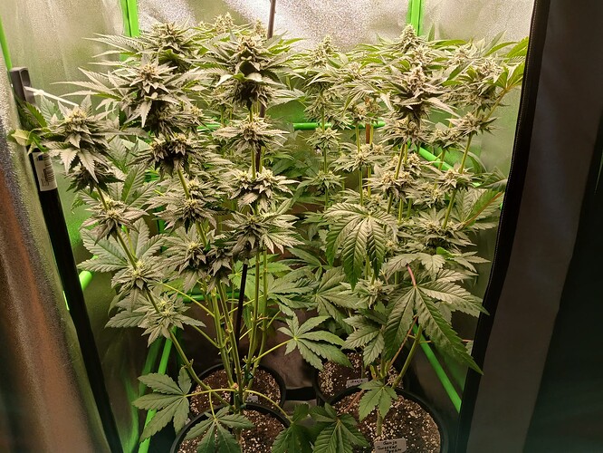 Growreport Bild 13