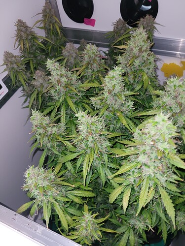 Growreport Bild 15