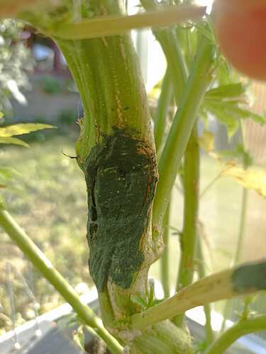 Growreport Bild 4