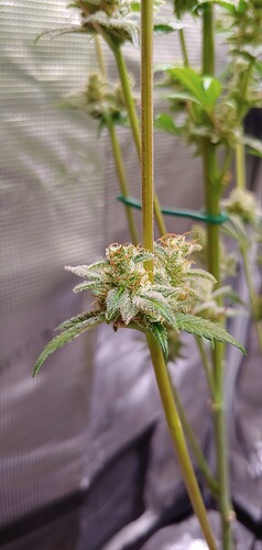 Growreport Bild 2