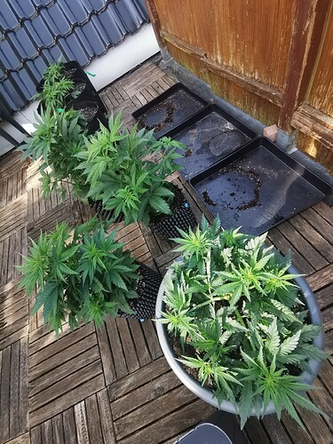 Growreport Bild 14