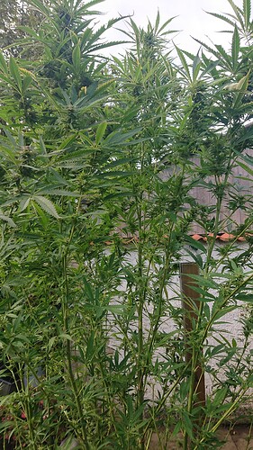 Growreport Bild 23
