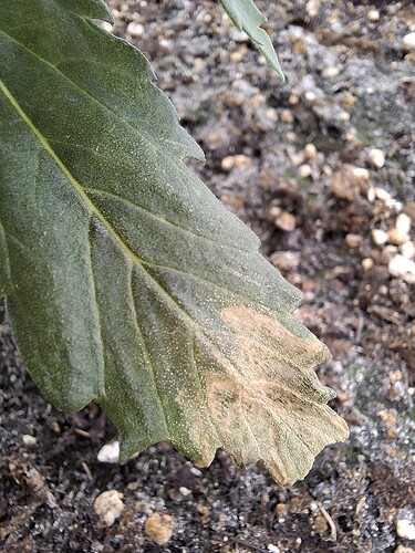 Growreport Bild 32