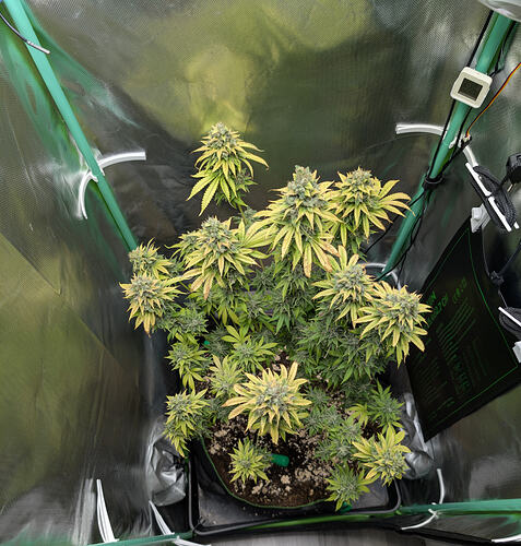 Growreport Bild 1