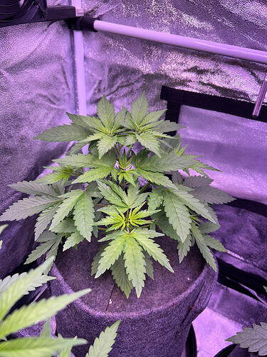 Eine junge Cannabis-Pflanze in einem Growzelt, die in einem Stofftopf wächst.