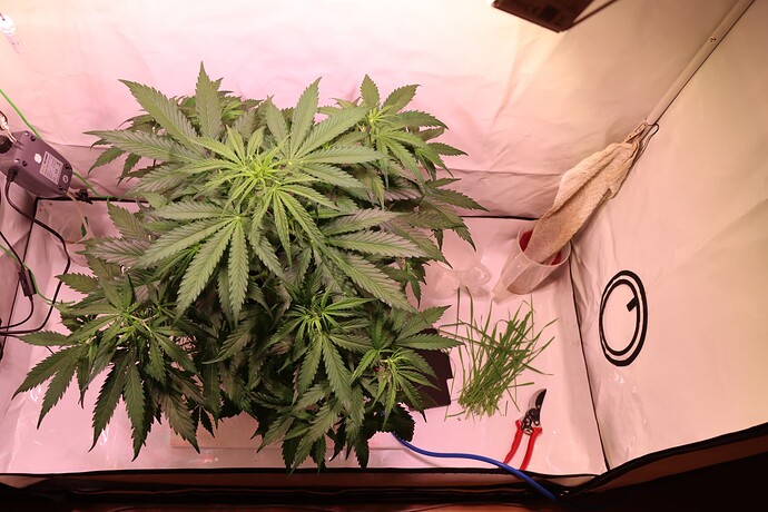 Growreport Bild 28