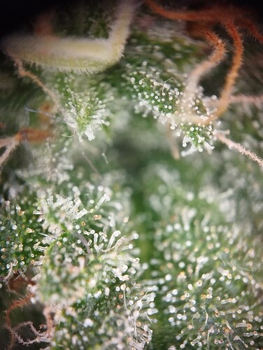 IMG_20250303_163720 - Kopie