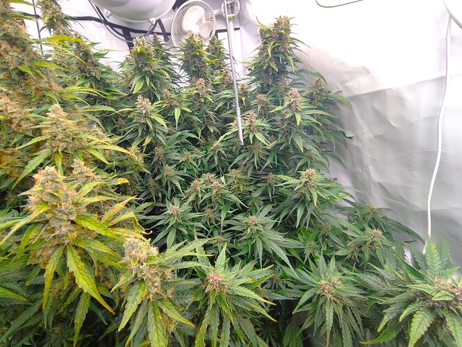 Growreport Bild 37
