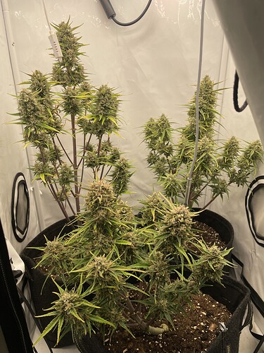 Growreport Bild 1