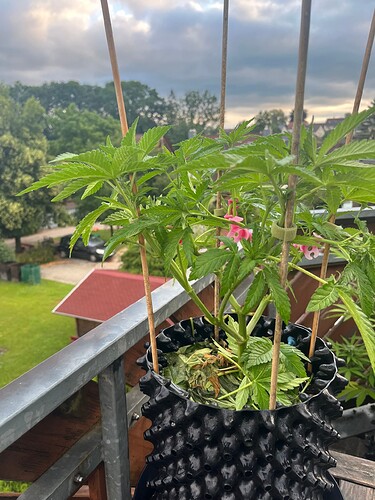 Growreport Bild 3