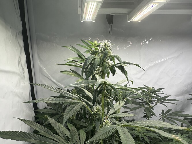 Growreport Bild 6