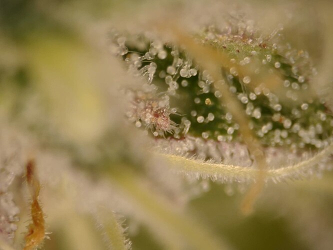 20250610-trichome03