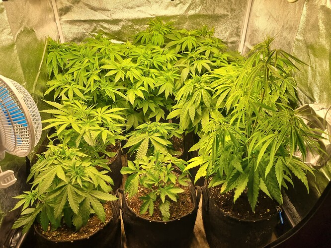 Mehrere Cannabis-Pflanzen in verschiedenen Wachstumsstadien in einem Zelt, mit einem Ventilator im Vordergrund.