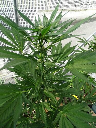 Growreport Bild 6
